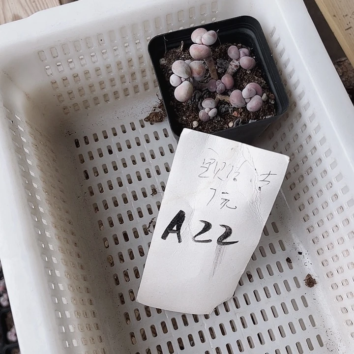 木*人22密密麻麻密密麻麻