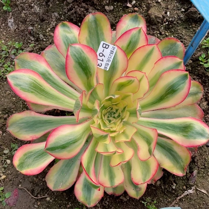 613爱丽思补差价多肉12345678