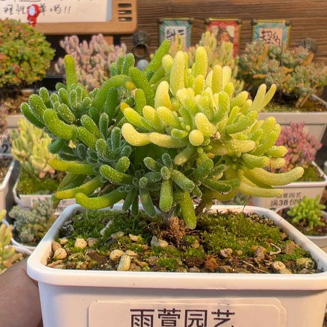 30-364枝干荧光兔阴阳锦七方盆