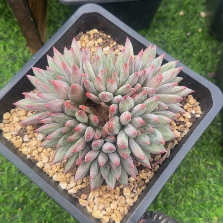 羽毛纹虞美人多肉植物
