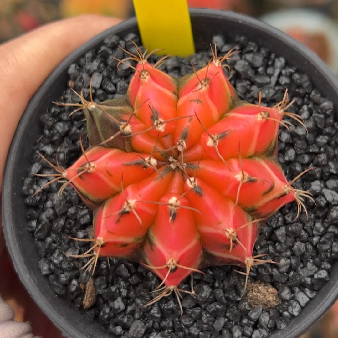 泰系侧芽米哈锦889