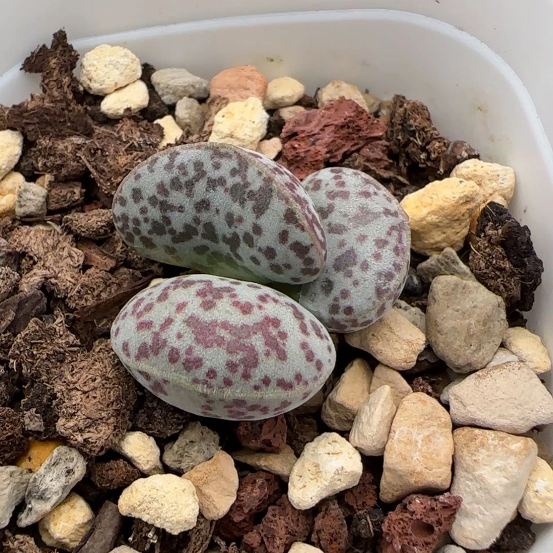 凯***瑞花蛋水泡多肉植物