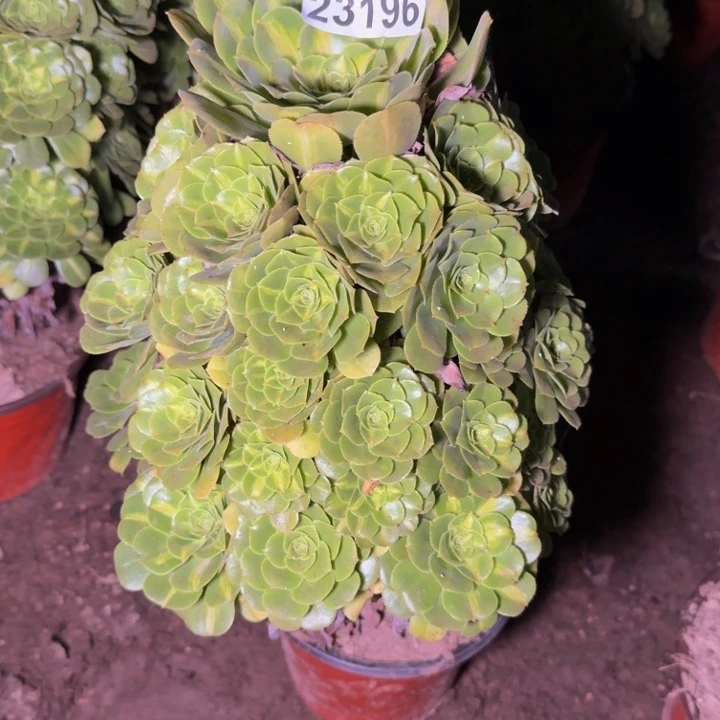 23196琉璃多肉植物