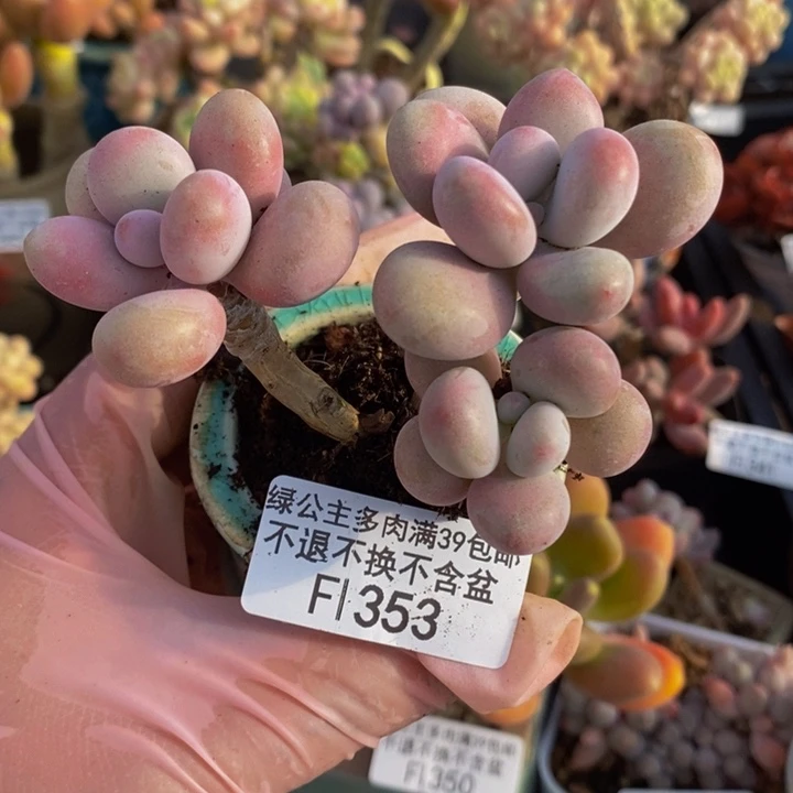 糖果桃蛋老桩353多肉植物