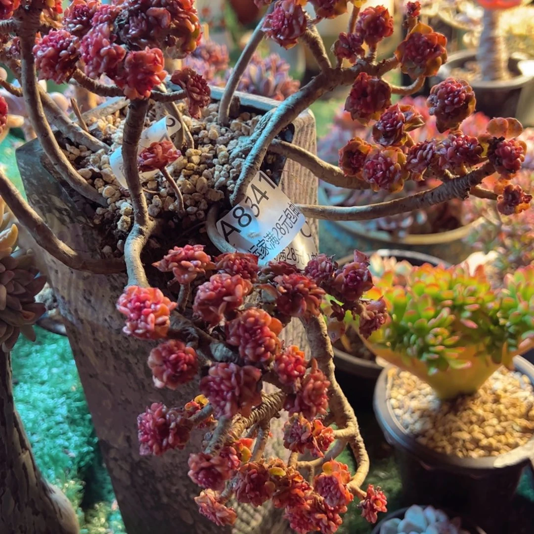 幸运的是我的朋友们都