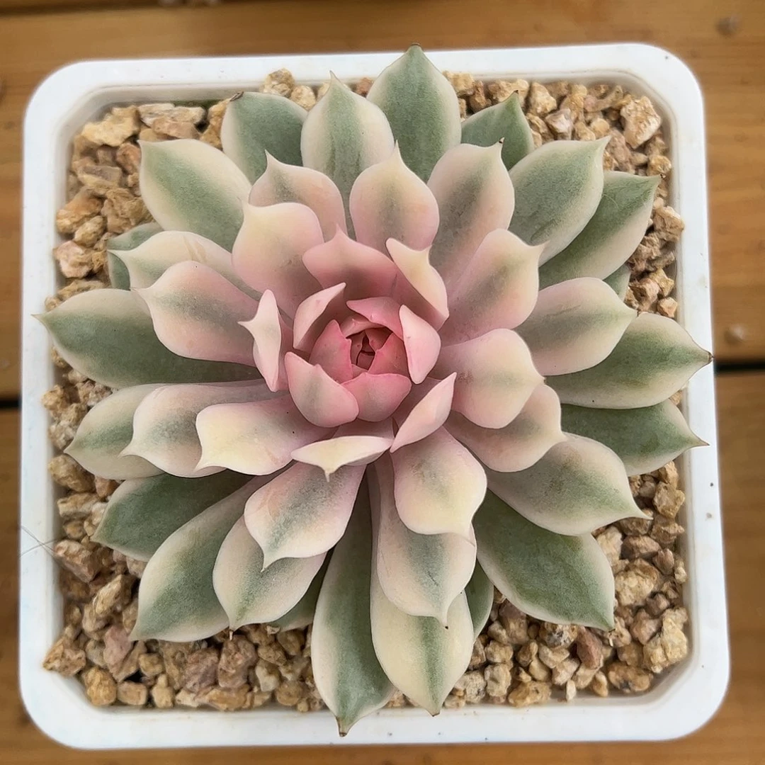 粉蝶锦 锦龙一物一拍