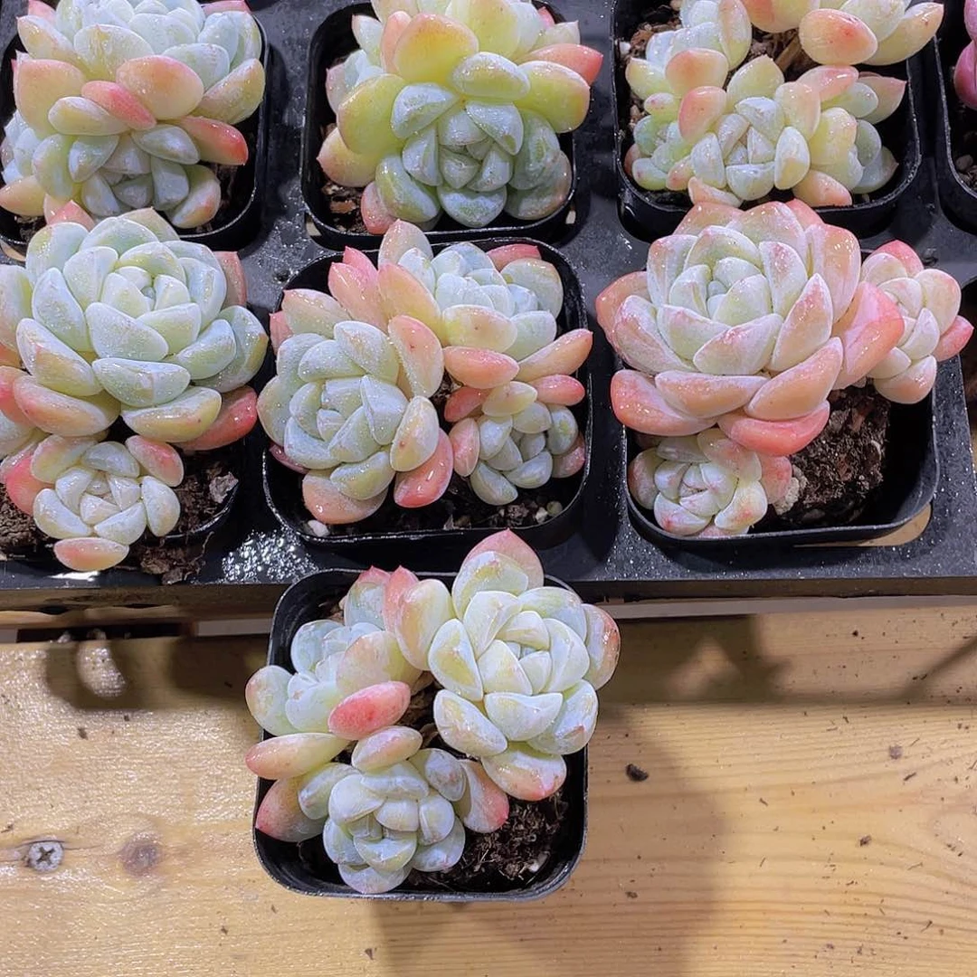 512号 奶油冰玉多头群一颗