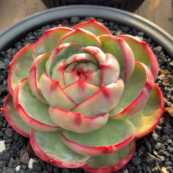 开播福利惊鸿仙子