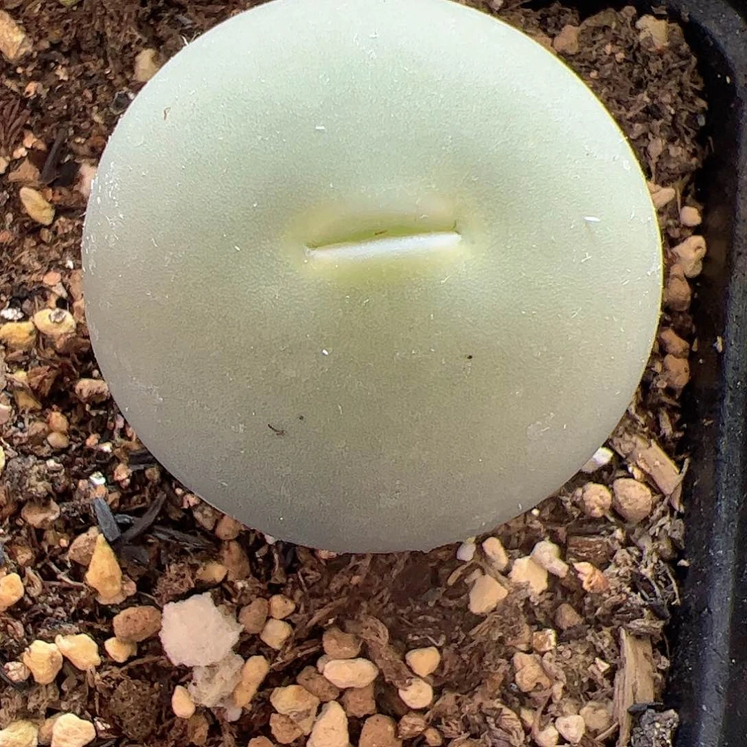 【闪购商品】249 3.5cm大蛋