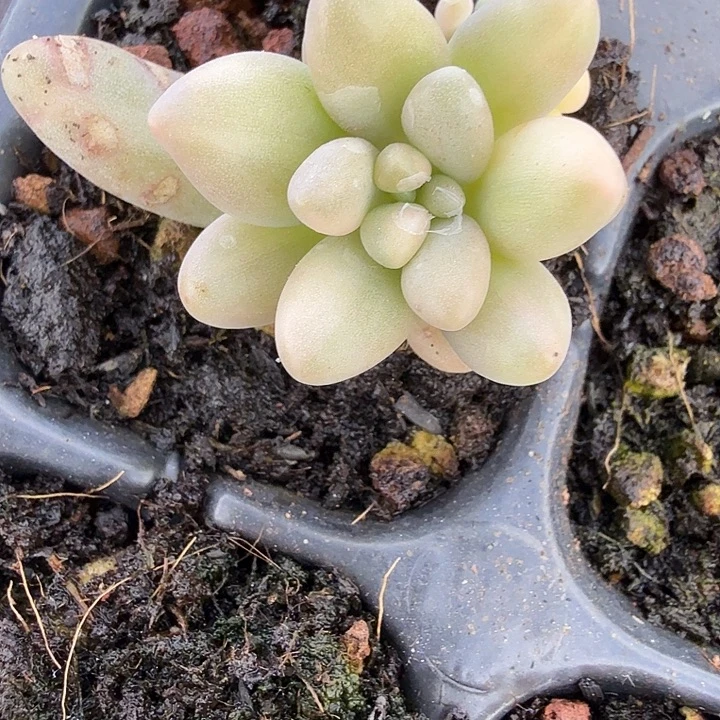 星黛露拉丝锦多肉锦