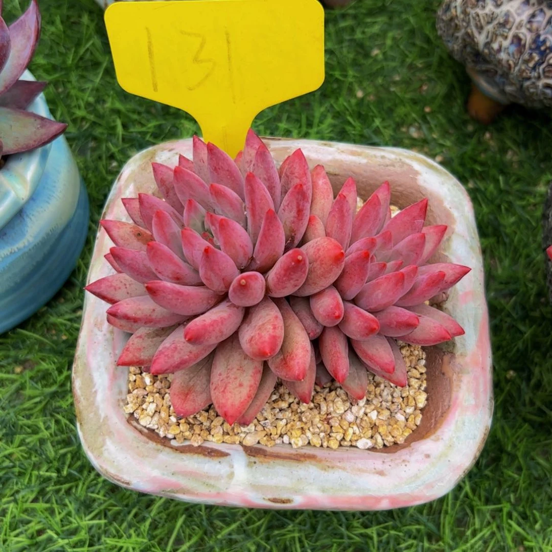 青*双头车厘子多肉植物