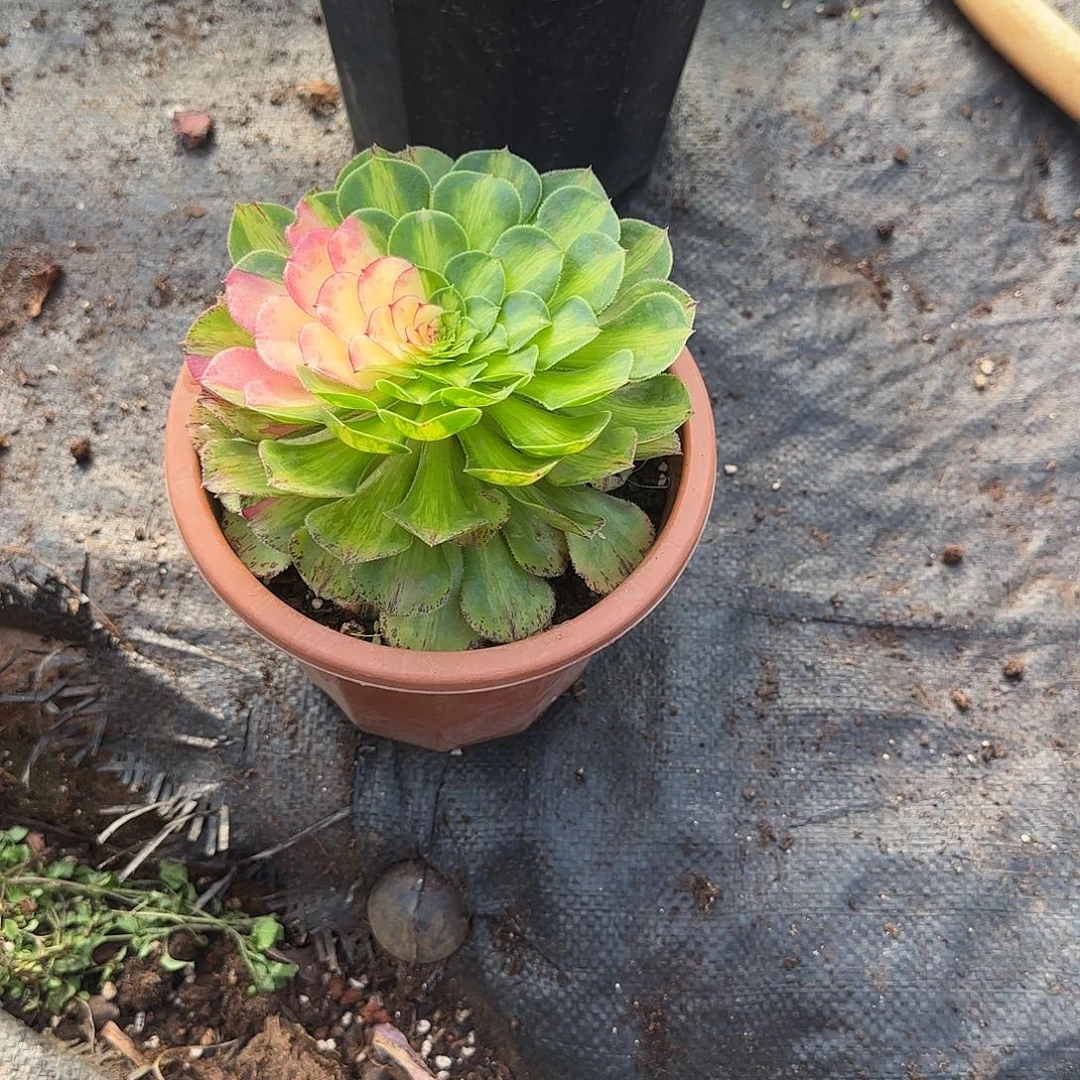 @***皮知否小苗多肉植物29