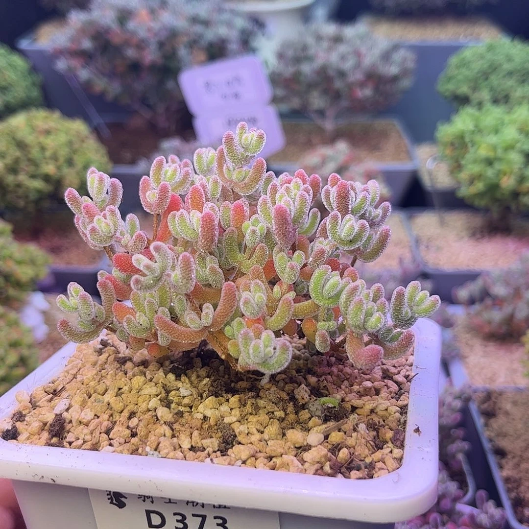 373优选冰晶枝干多肉