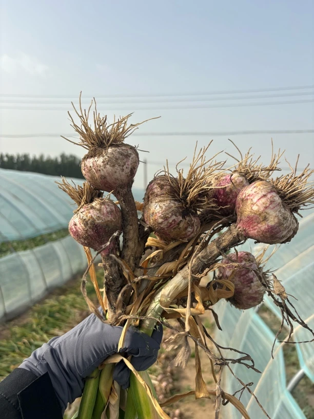 河南中牟当季现挖现发紫皮大蒜