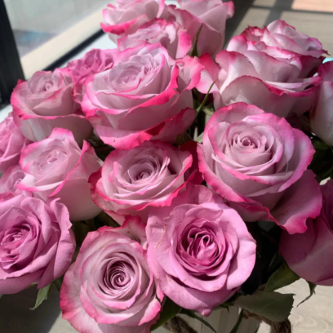 成媛【气场】3➕轮紫色大花切花玫瑰盆栽阳台庭院花卉绿植盆栽