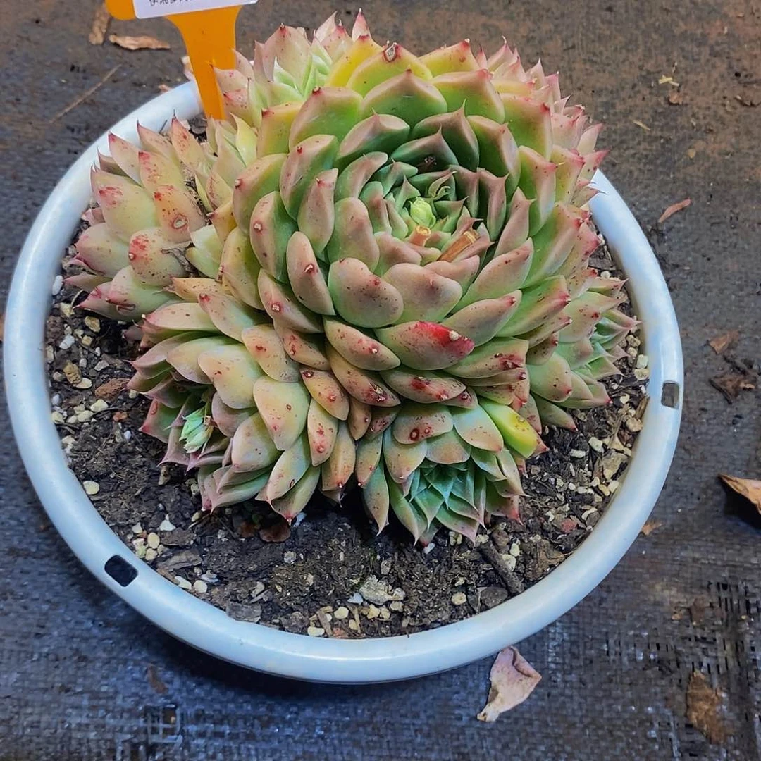 池****池女王系列0209。        