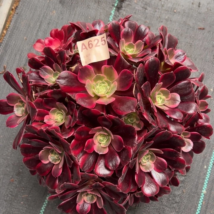 625美杜莎26厘米左右