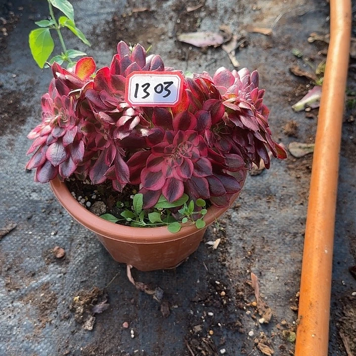 精品多肉植物1303