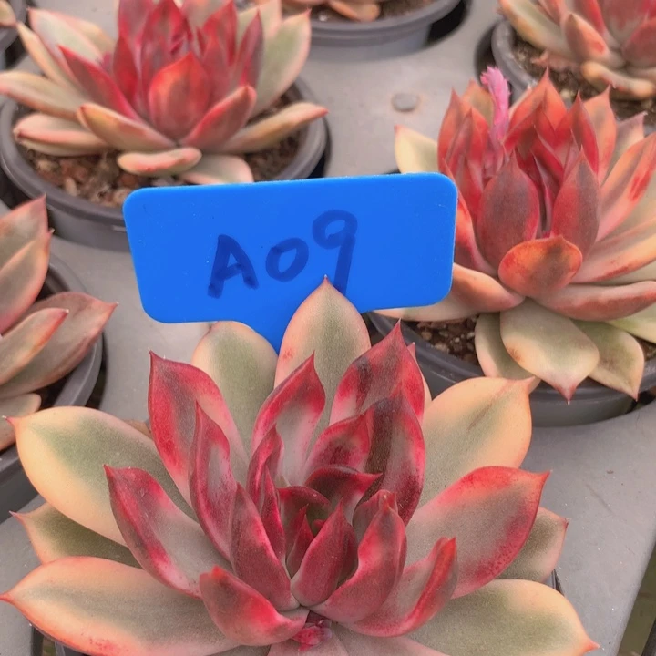 a09火焰山锦单头发