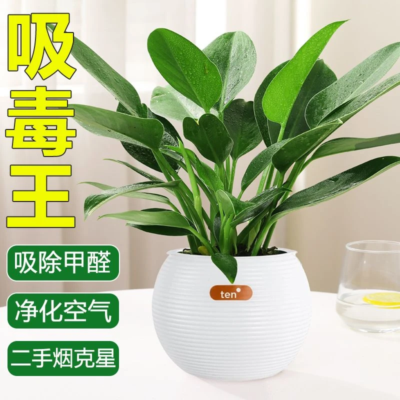 H吸毒大王金钻绿公主盆栽水培绿植净化空气吸甲醛好养活花卉