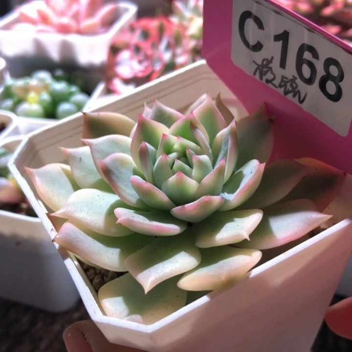 棱镜覆轮锦有根有