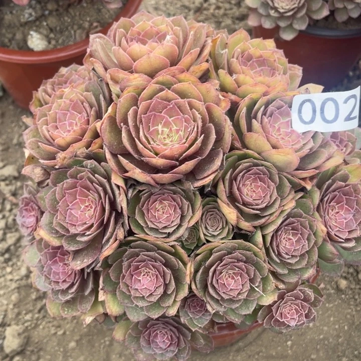 无花朵002多肉植物红魔