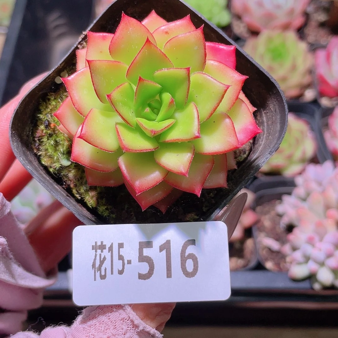 花利美15-516蒂亚