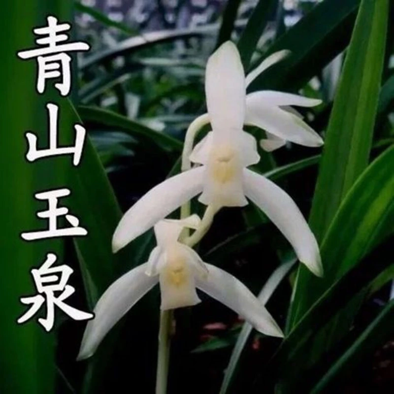 建兰铭品 青山玉泉 兰花盆栽 夏秋时间开花