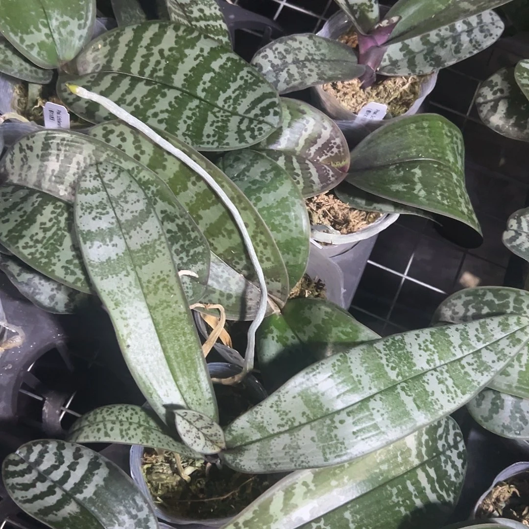 完全开放山采交奎松2.8苗根少