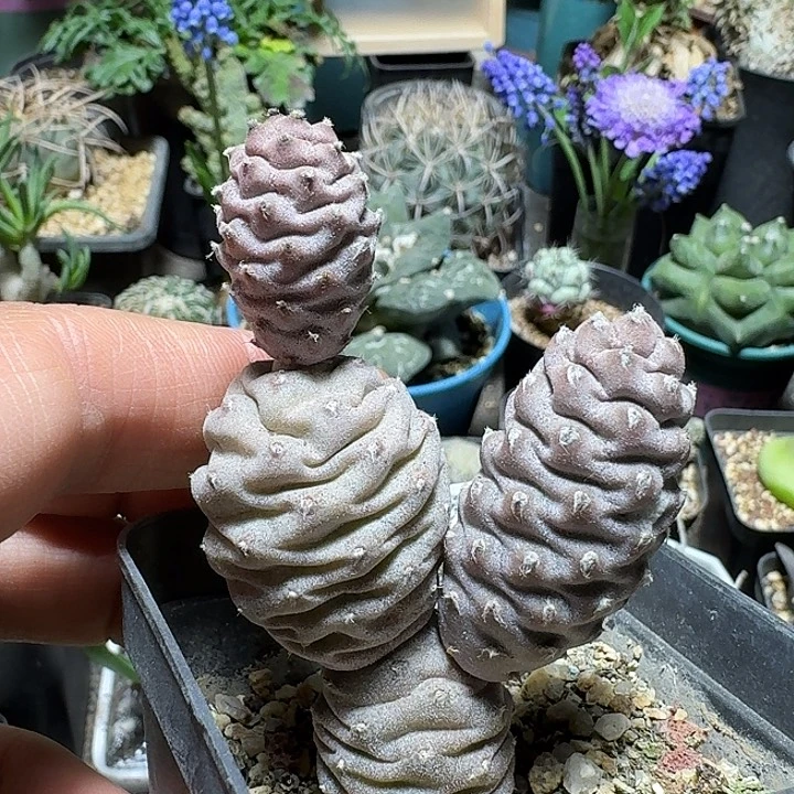 287松笠团扇脱土发货