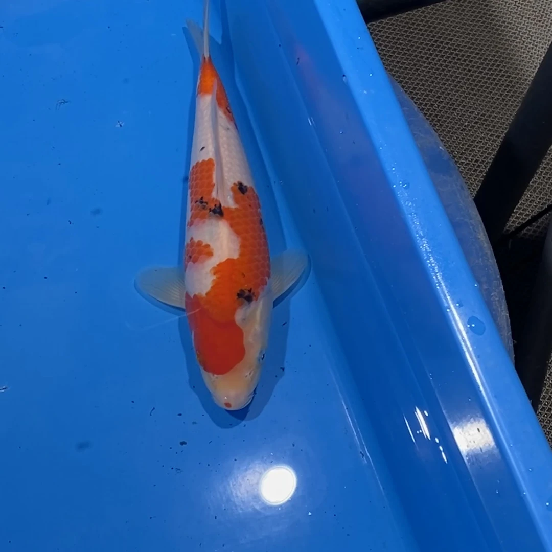 阪井出品纽约小姐大正锦鲤母（嚴）【实以直播间为准】