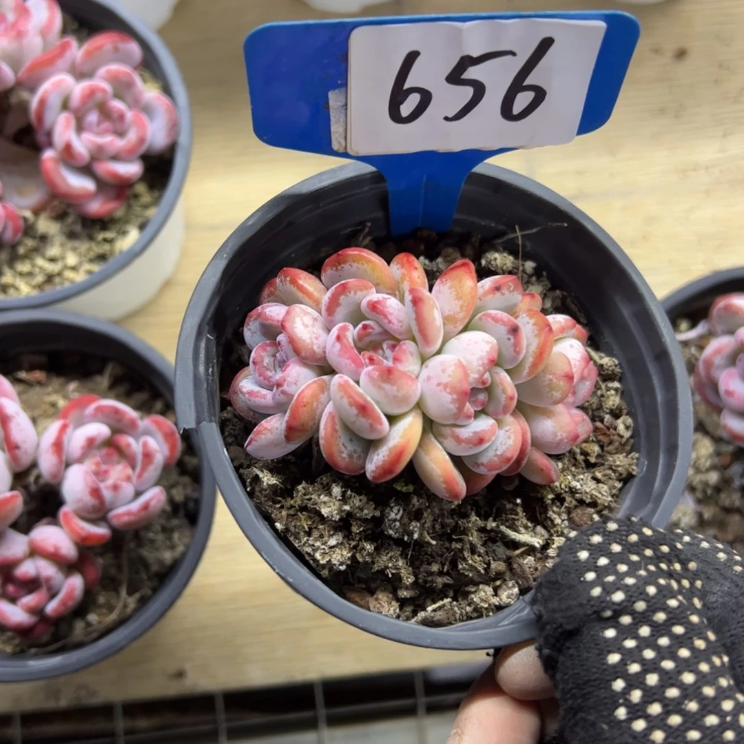 红陶婳656号多肉植物