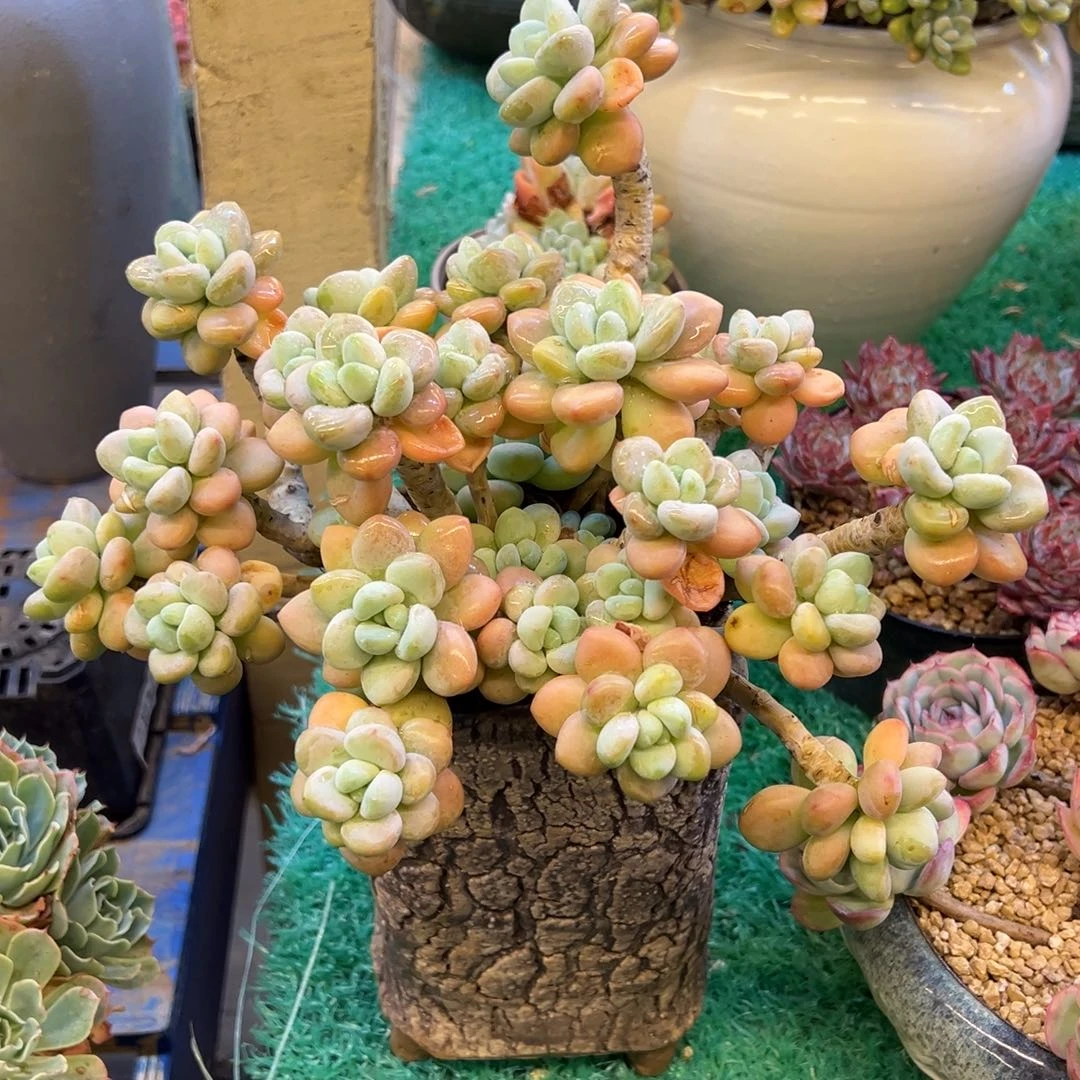 洛神，，，，，，，，，，，，，，，，