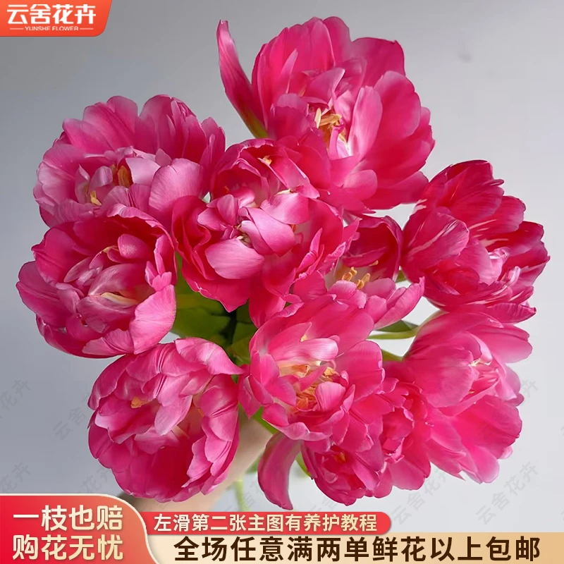 【云舍花卉】【方德】【蔓越莓哒】郁金香全场任意满两单及以上鲜花包邮