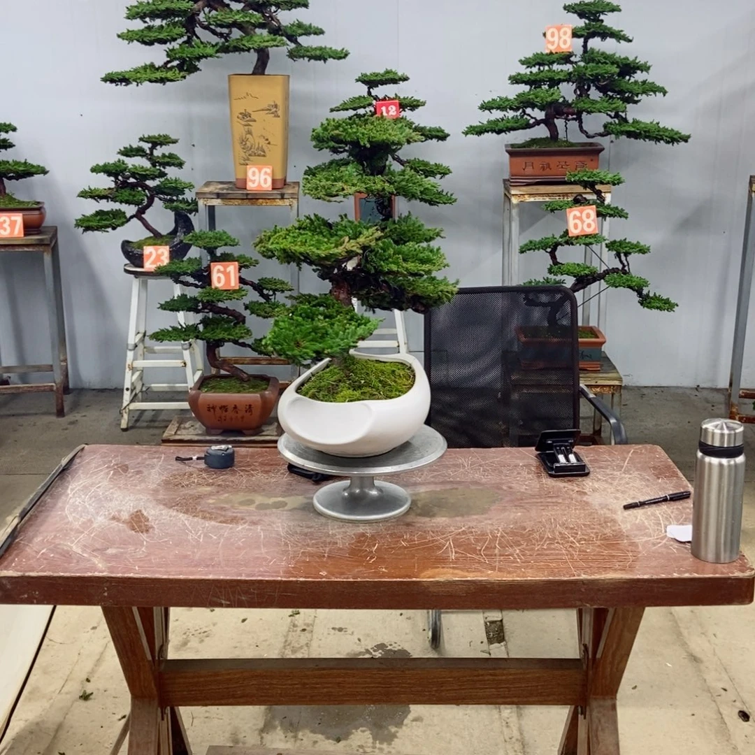 无花朵珍珠柏盆景