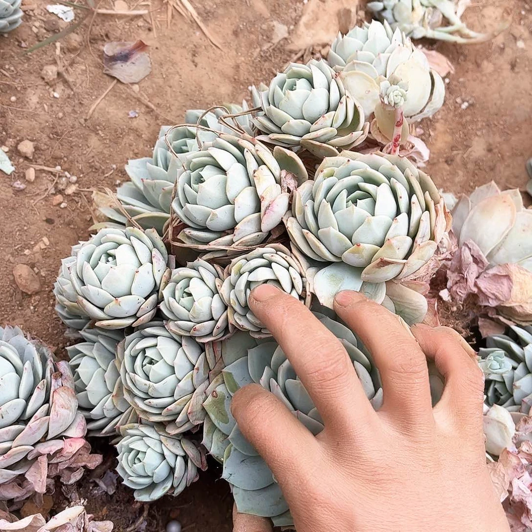 恋曲13.99多肉植物