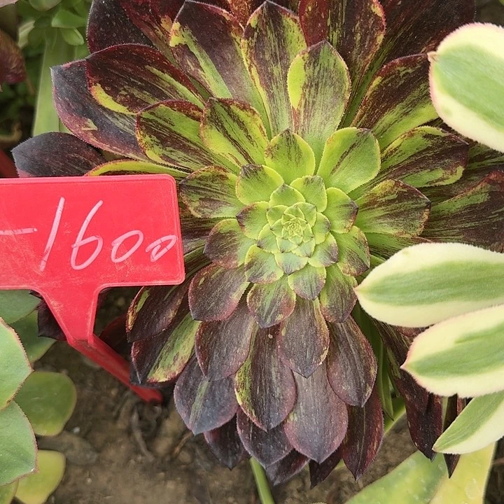 3-1600莫兰迪多肉法师