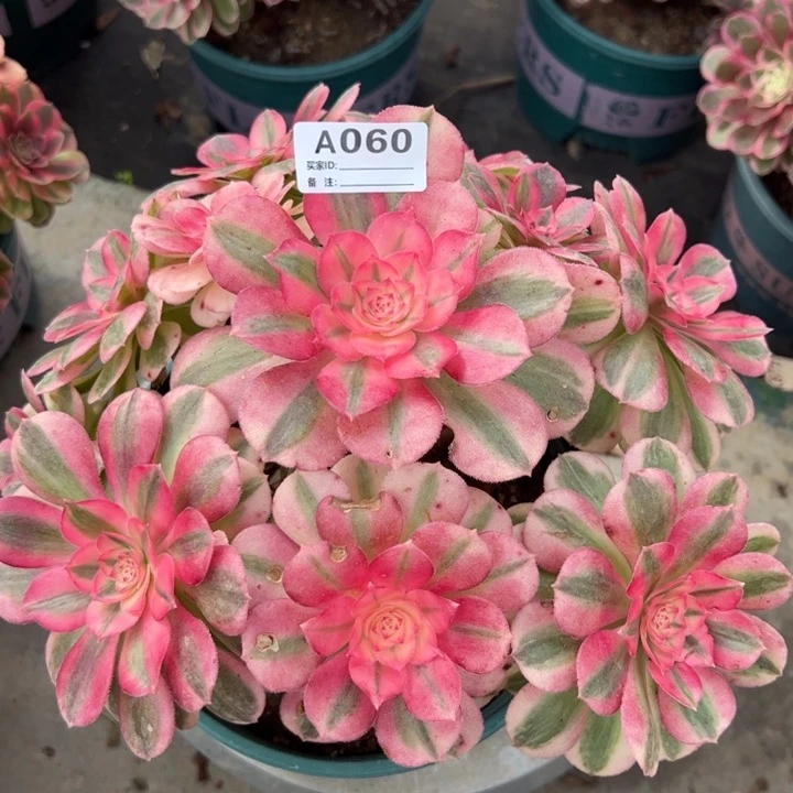 060倾城22厘米左右