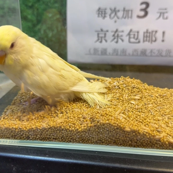 虎皮鹦鹉大头虎皮鹦鹉