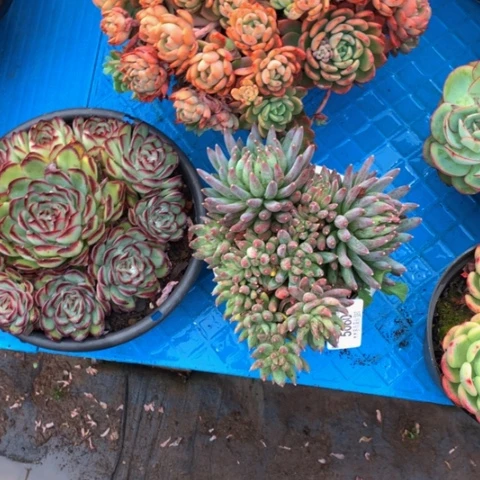 周*5060炫彩星多肉