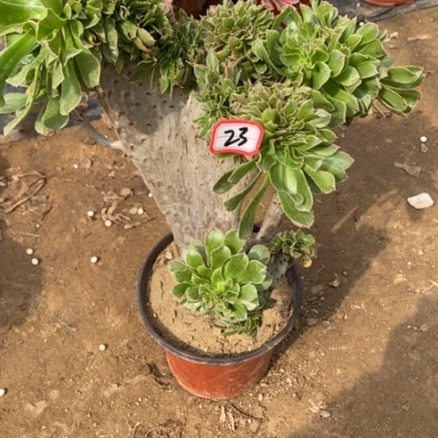 原始绿缀一物一拍