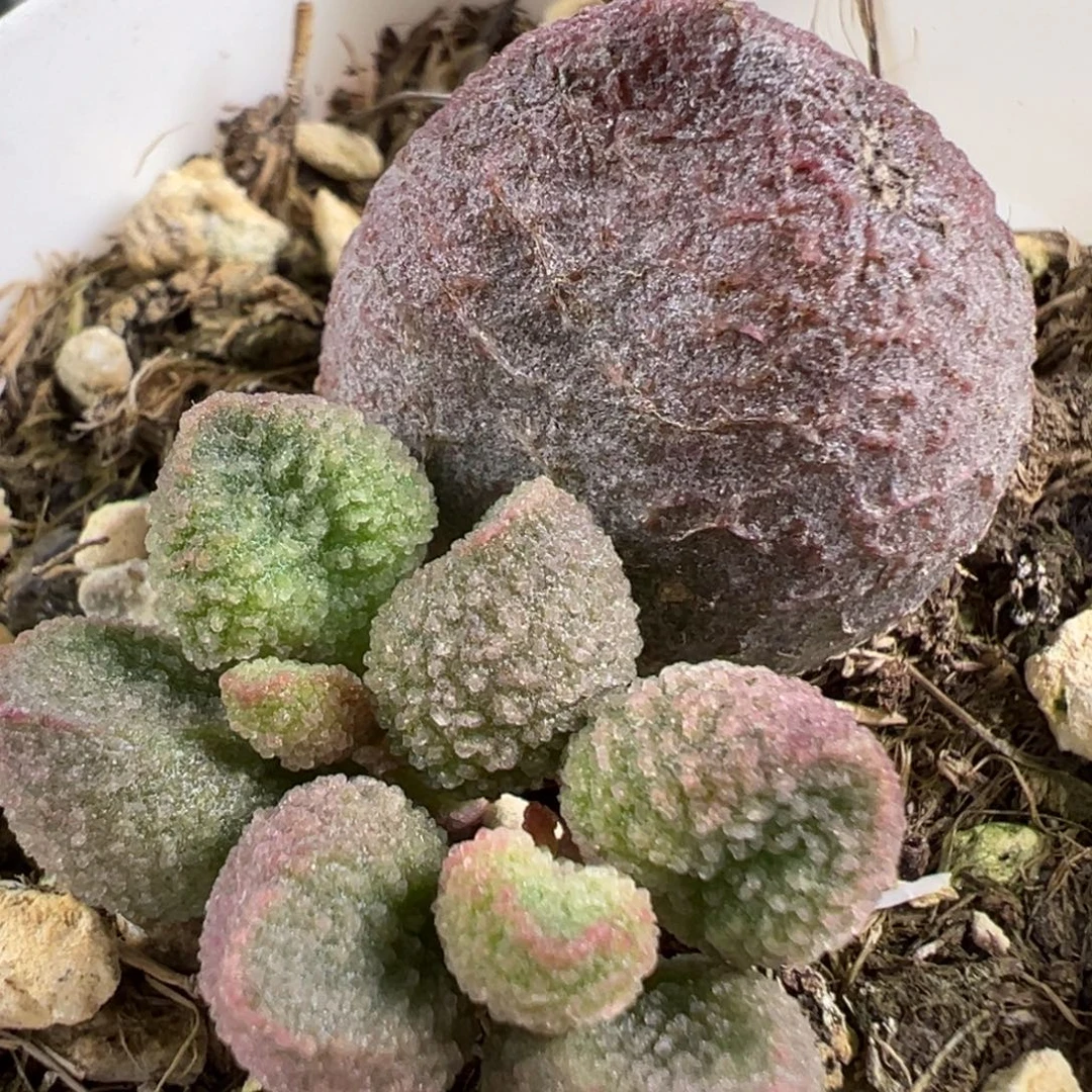 w水蜜桃多肉植物水泡