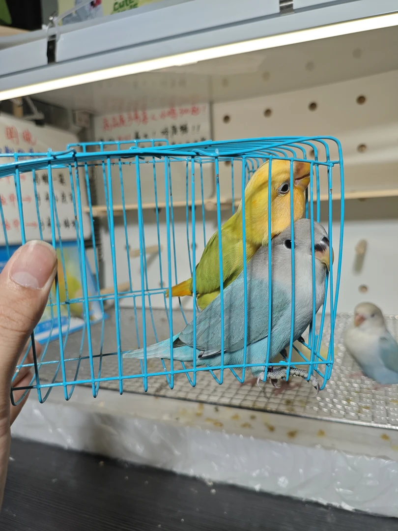 鹦鹉运输笼(带金头澳闪松石蓝闪)，玩偶，开箱需拍完整开箱视频