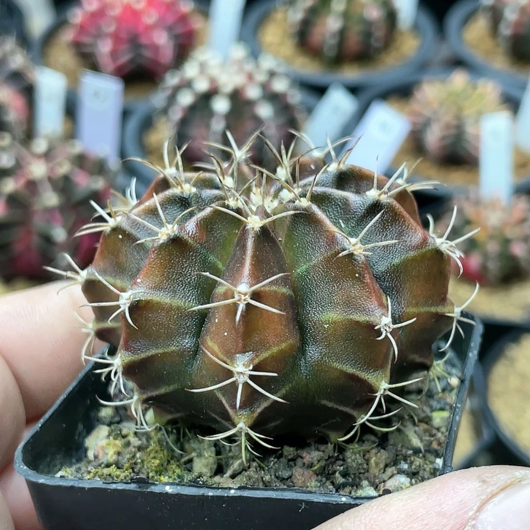 实生根系，皮色米哈