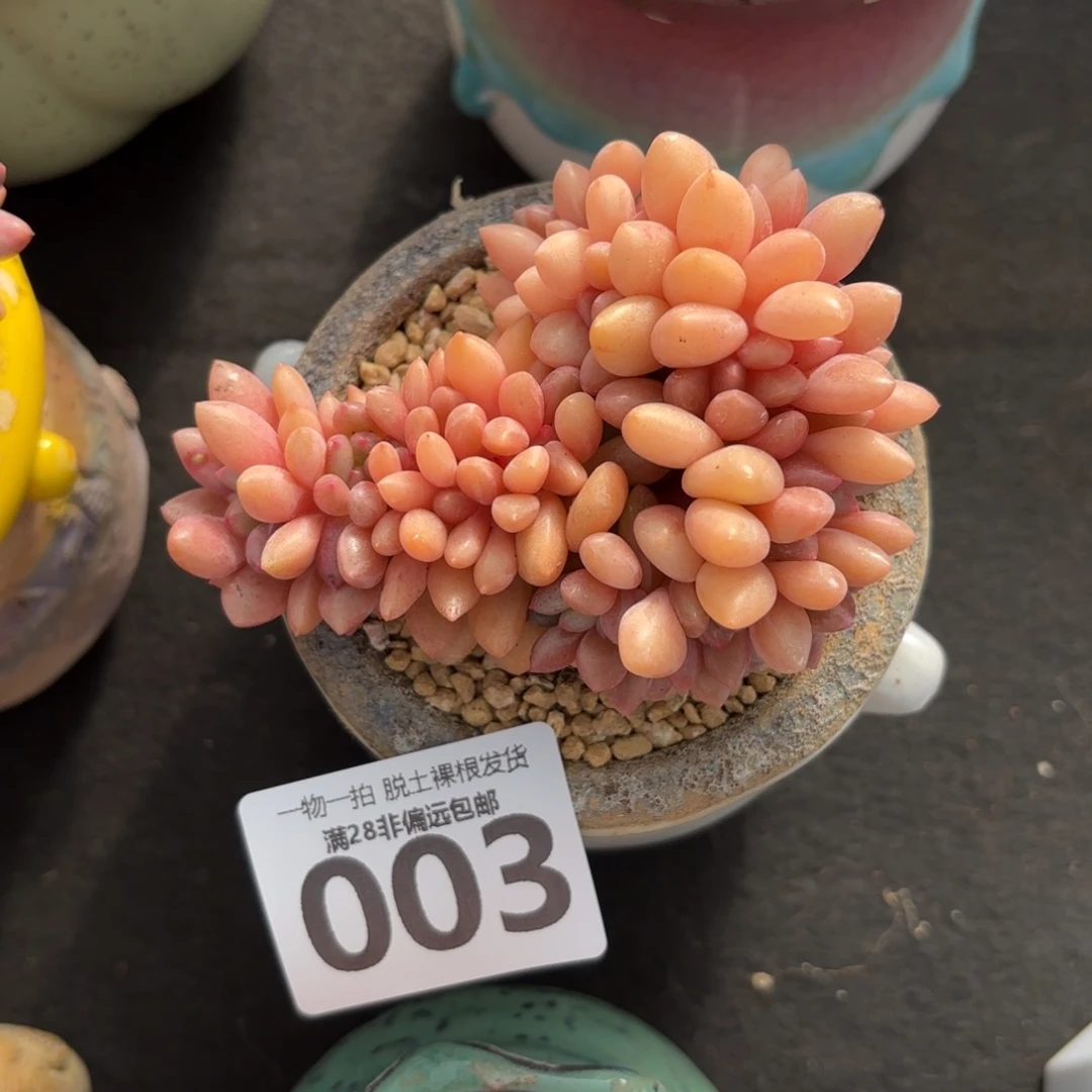 桃花源缀无盆土发货