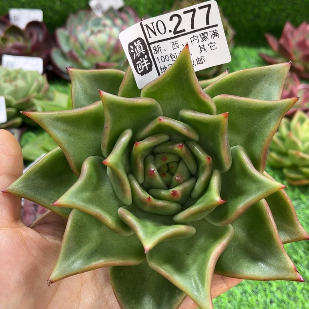 277………………………………原始种