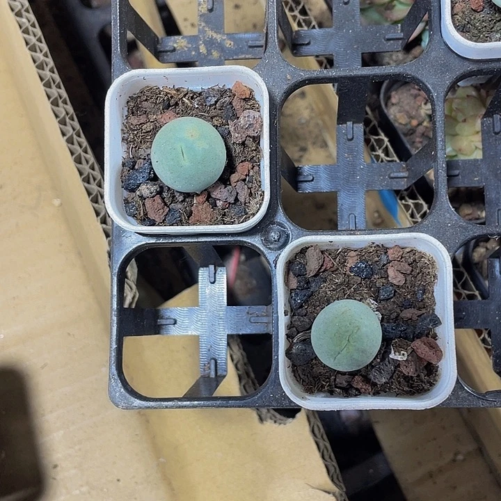 鸽子蛋带盆土发货