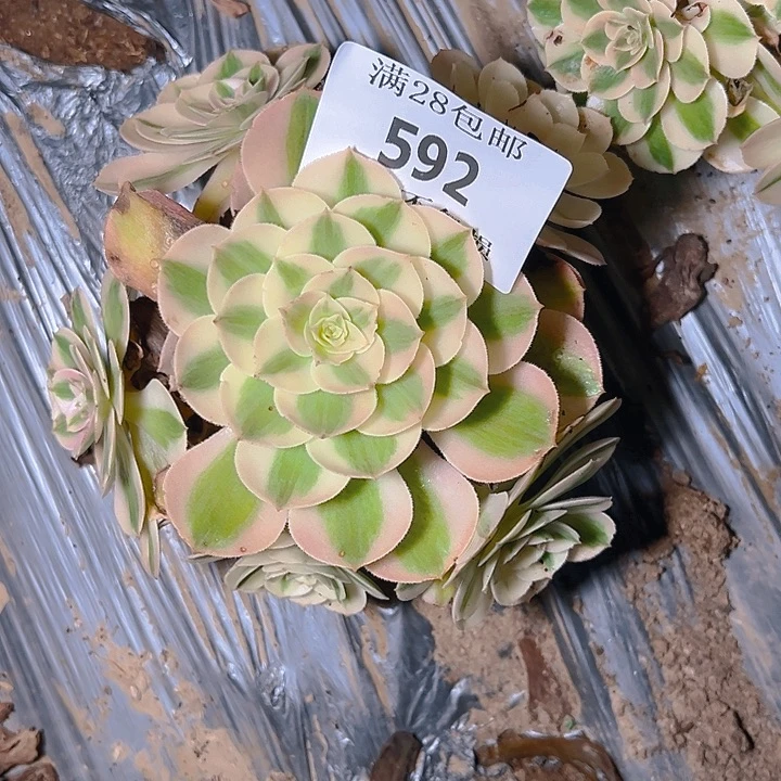 592荔枝多肉植物保护