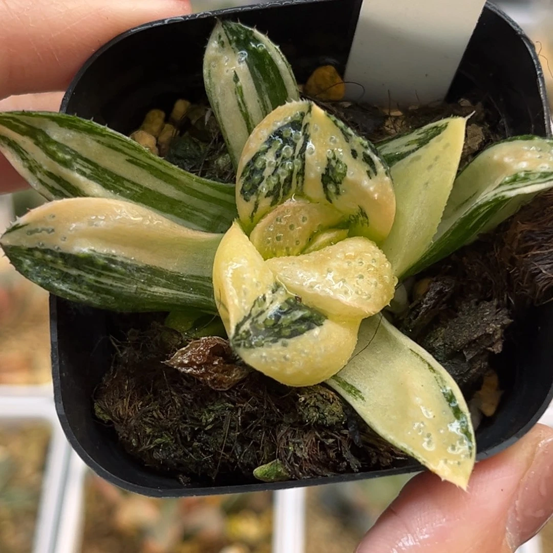 53巨大丸叶紫禁城锦福利专场