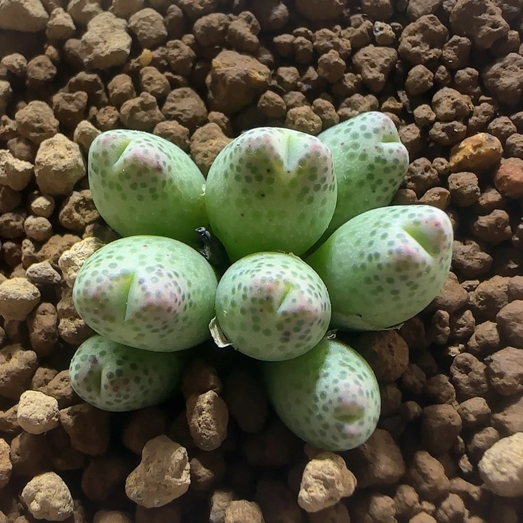 哈哈哈哈哈哈哈57941